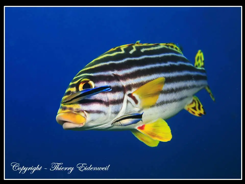 Anilao Macro Dive Media Highlight